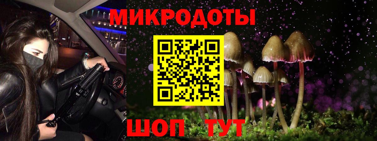 Псилоцибиновые грибы Psilocybe Березники